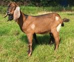 nubische bok 2025 stamboek ANBG, Dieren en Toebehoren, Schapen, Geiten en Varkens, Mannelijk, Geit, 0 tot 2 jaar