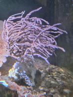 Gorgoon en Paddestoel koraal, Vis, Zoutwatervis