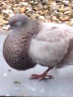 Doffer, Mannelijk, Kropper