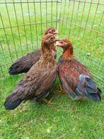 Welsumer kriel trio geringd of ruilen alleen, Dieren en Toebehoren, Pluimvee, Meerdere dieren, Kip