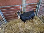 Mooie dwerggeit, Dieren en Toebehoren, Schapen, Geiten en Varkens, Vrouwelijk, Geit