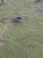 Te koop roodschouder taling, Dieren en Toebehoren, Pluimvee, Mannelijk, Eend