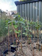Bomen Anna Palownia, keizersboom, Tuin en Terras, Lente, 100 tot 250 cm, Ophalen, Volle zon