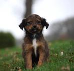 Mooie lieve levendige x Markiesje x Kooiker pups m garantie, Nederland, Overige rassen, 8 tot 15 weken, CDV (hondenziekte)