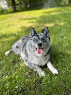 Lieve Pomsky Kiba zoekt een nieuw, liefdevol thuis, Dieren en Toebehoren, Overige rassen, Teef, Eén hond, 3 tot 5 jaar