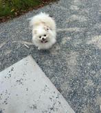 Pomeriaan crème/wit, Dieren en Toebehoren, Overige rassen, Teef, Eén hond, 3 tot 5 jaar