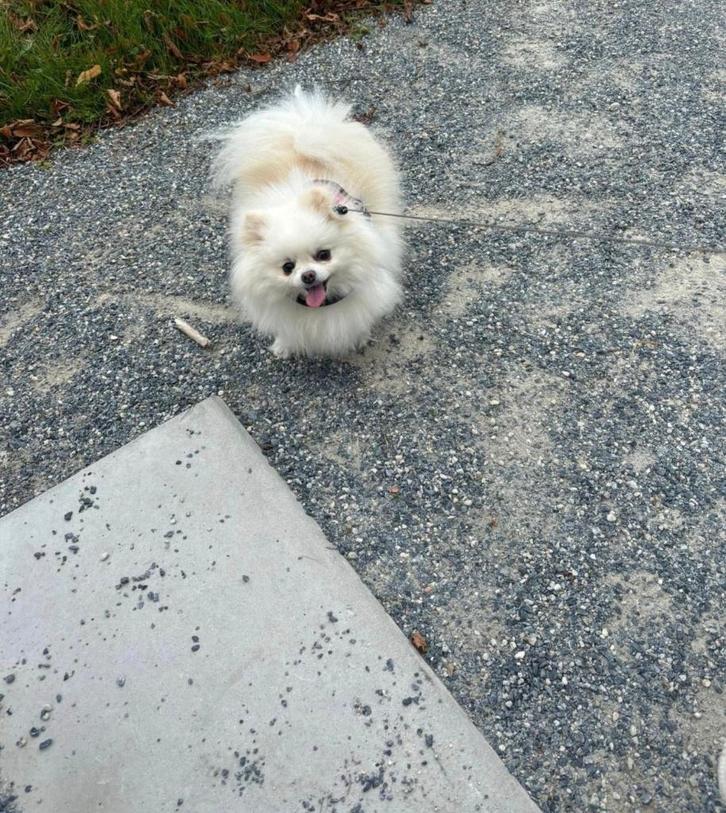 Pomeriaan crème/wit, Dieren en Toebehoren, Honden | Poolhonden, Keeshonden en Oertypen, Teef, Overige rassen, Particulier, Eén hond