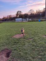 Mechelse Herder teef 7 maanden – met papieren en vaccinaties, Dieren en Toebehoren, Honden | Herdershonden en Veedrijvers, Particulier