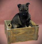 Duitse herder pups, Parvo, 8 tot 15 weken, Meerdere, Meerdere dieren