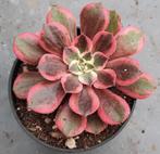 Aeonium Pink Witch Silk, Vetplant, Ophalen of Verzenden, Minder dan 100 cm, Volle zon