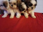 Nog 1reutje beschikbaar Ras zuiver shih tzu, Dieren en Toebehoren, Honden | Chihuahua's en Gezelschapshonden, Overige rassen, Meerdere
