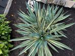 Yucca (2 grote, 1 middel en 1 kleine), Tuin en Terras, Planten | Tuinplanten, Ophalen, Zomer, Overige soorten, Volle zon