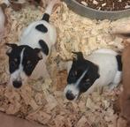 Jack russel pups, Parvo, Jack Russell Terriër, 8 tot 15 weken, Meerdere