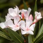 Oleander wit met vleugje roze | Nerium > 1x, Tuin en Terras, Planten | Tuinplanten, Vaste plant, Halfschaduw, Zomer, Ophalen