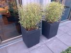 2 bloembakken incl zwarte bamboe, Tuin en Terras, Bloembakken en Plantenbakken, Ophalen, Gebruikt, Rond