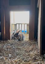 Jonge vlaamse reuzen/franse langoor (9 weken), Dieren en Toebehoren, Konijnen, Mannelijk, Groot, Hangoor, 0 tot 2 jaar