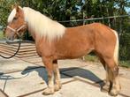 Stoere 12 jarige Comtois merrie, Dieren en Toebehoren, Merrie, Gechipt, 11 jaar of ouder, Recreatiepaard