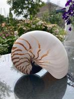 Nautilus. (inktvis), Verzamelen, Mineralen en Fossielen, Ophalen of Verzenden, Schelp(en)