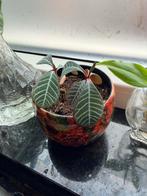 Euphorbia leuconeura stekjes (Madagascar Jewel), Huis en Inrichting, Kamerplanten, Bloeiende kamerplant, Ophalen, Overige soorten