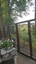 Schutting Hardhout met kunstof glas., Tuin en Terras, Ophalen, Zo goed als nieuw