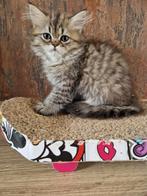 Perzische kater met neus en stamboom, Dieren en Toebehoren, Katten en Kittens | Overige Katten, Kater, Langharig, 0 tot 2 jaar