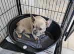 franse bulldog herplaatser 6 jaar, Dieren en Toebehoren, Honden | Bulldogs, Pinschers en Molossers, CDV (hondenziekte), Particulier