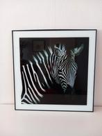ZEBRA, Ophalen, Zo goed als nieuw, Foto of Poster, 50 tot 75 cm