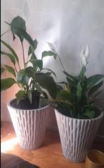 --> Grote Plantenbakken, Ophalen, Kunststof, Minder dan 60 cm