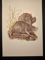 Bruine Rat, Verzenden, 1980 tot heden, Zo goed als nieuw, Dier