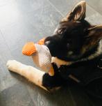 Amerikaanse akita pup, Dieren en Toebehoren, Honden | Herdershonden en Veedrijvers, Rabiës (hondsdolheid), 15 weken tot 1 jaar