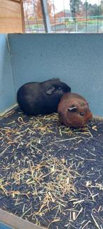 Cavia beertjes, Dieren en Toebehoren, Knaagdieren, Cavia, Mannelijk, Tam, Oktober