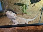 Baardegaam vitticeps, Dieren en Toebehoren, Reptielen en Amfibieën | Toebehoren, Ophalen
