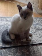 Kittens, Dieren en Toebehoren, Meerdere dieren, Ontwormd