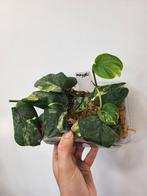 Scindapsus Mayari bakje 2, Huis en Inrichting, Kamerplanten, Ophalen of Verzenden, Overige soorten, Minder dan 100 cm