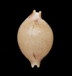 Schelpen: Cypraea cicercula  19,1mm (Gem) Filipijnen, Ophalen of Verzenden, Schelp(en)