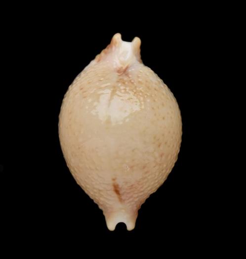Schelpen: Cypraea cicercula  19,1mm (Gem) Filipijnen, Verzamelen, Mineralen en Fossielen, Schelp(en), Ophalen of Verzenden