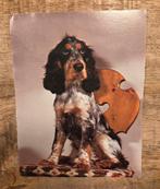 Engelse Cockerspaniël - hond, Verzenden, Ongelopen, Hond of Kat