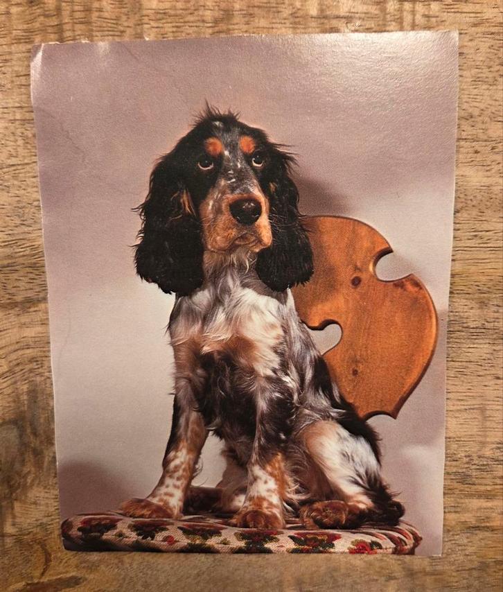 Engelse Cockerspaniël - hond, Verzamelen, Ansichtkaarten | Dieren, Ongelopen, Hond of Kat, Verzenden