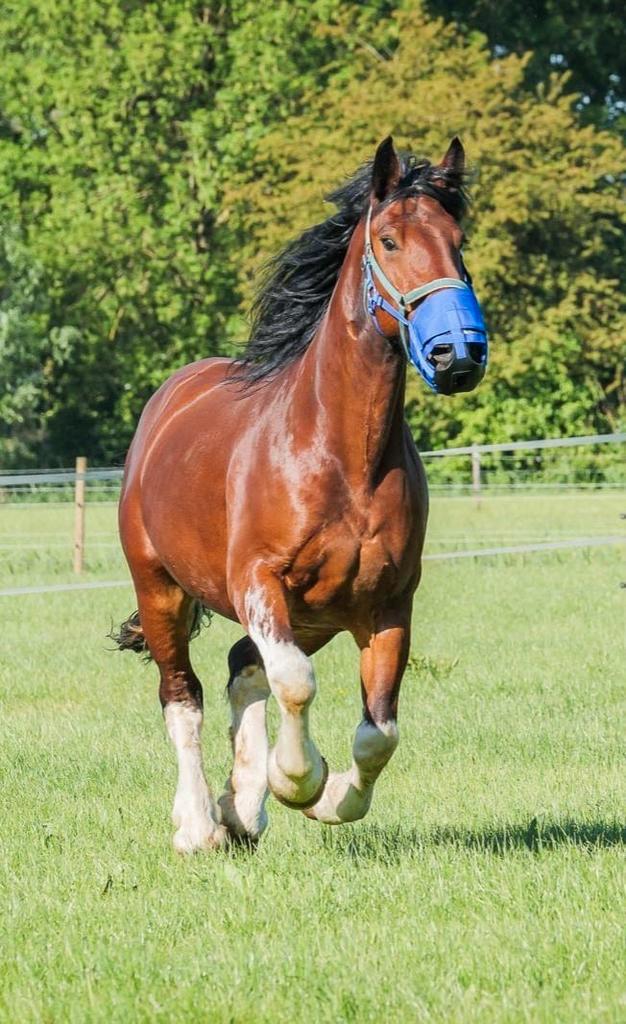 Gvr in Shire kostuum, Dieren en Toebehoren, Paarden, Ruin, Recreatiepaard