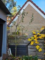 Appelboom, Overige soorten, Lente, 100 tot 250 cm, Ophalen