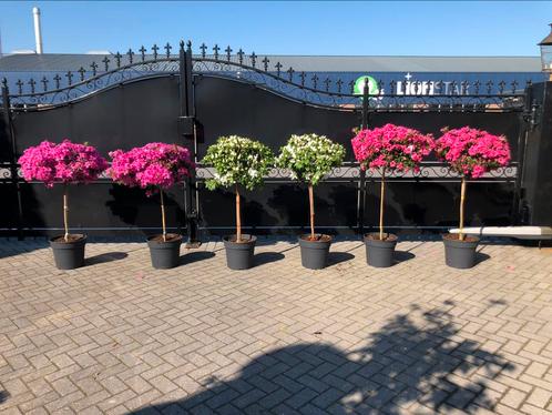 Azalea japonica (rhododendron) bol op stam knop bloem, Tuin en Terras, Planten | Tuinplanten, Vaste plant, Overige soorten, Halfschaduw