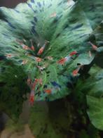 Red Rili garnalen 50 stuks voor 35 euro op=op, Kreeft, Krab of Garnaal, Zoetwatervis