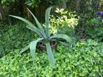 agave plant, Tuin en Terras, Volle zon, Vaste plant, Bloeit niet, Ophalen