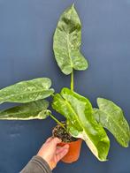 Philodendron Jose Buono p15 (4)