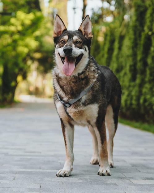 Robin zoekt een thuis, Dieren en Toebehoren, Honden | Niet-rashonden, Middel, Reu, Particulier, Eén hond, Buitenland, 1 tot 2 jaar