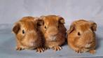 Jonge gladhaar zeugjes - buff, Cavia, Juli, Vrouwelijk, Tam