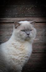 Lilac point dekkater britse korthaar met stamboom, Dieren en Toebehoren, Katten en Kittens | Dekkaters, 0 tot 2 jaar