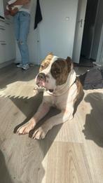 Bully xl 4jaar opzoek naar een nieuwe 5 sterren huis, Reu, Eén hond, 3 tot 5 jaar, Nederland
