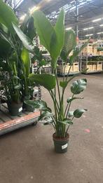 Strelitzia nicolai 190cm potmaat 27cm, Huis en Inrichting, Kamerplanten, Ophalen of Verzenden