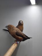 Zilverbekjes, Dieren en Toebehoren, Meerdere dieren, Tropenvogel, Geringd